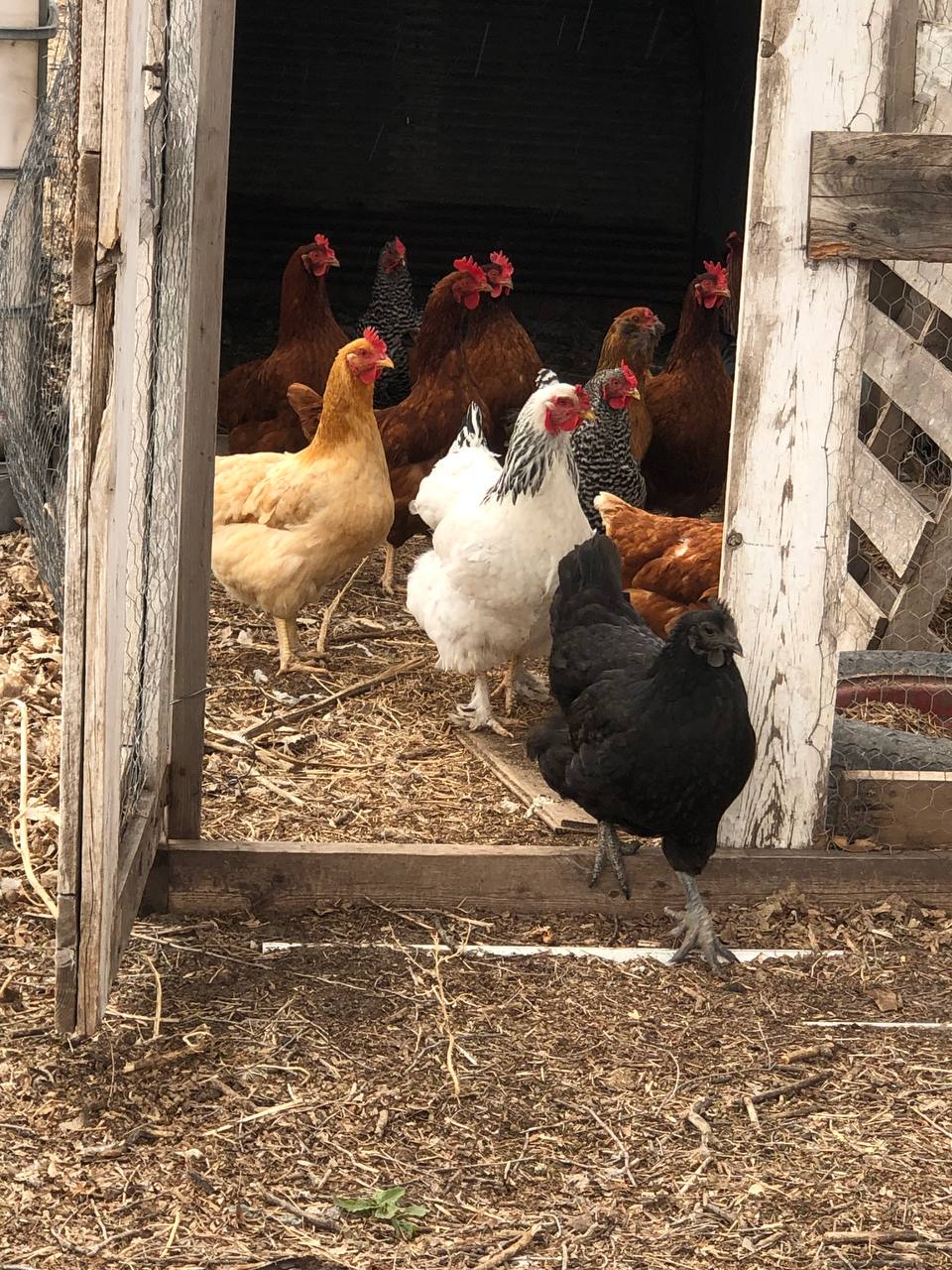 Chickens