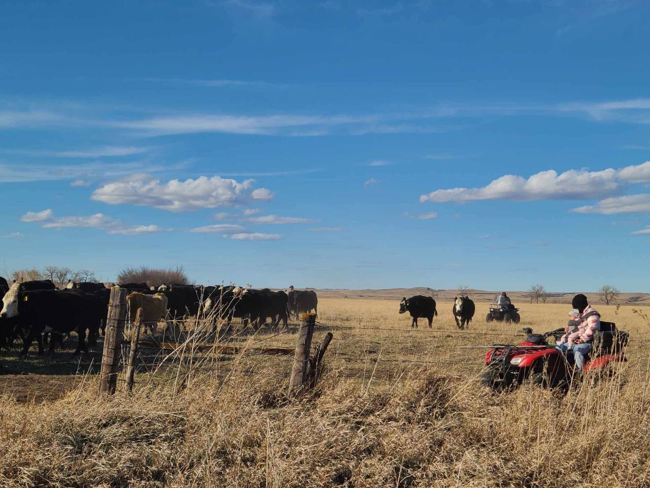 Cows